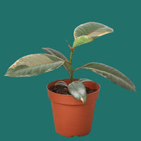 Potted plant with green leaves on a green background from House of Agave.