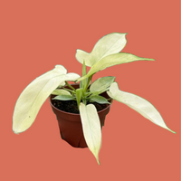 Hand holding a potted plant with white leaves on a terracotta background by House of Agave.