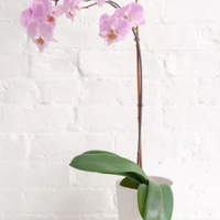 Phalaenopsis 'Light Pink Orchid'