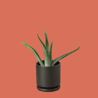 Potted aloe vera plant on a white background from House of Agave.