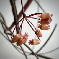 Close-up of a plant with pinkish-brown buds on a blurred background from House of Agave.
