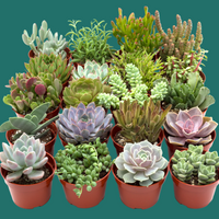 Collection of various potted succulents on a green background by House of Agave