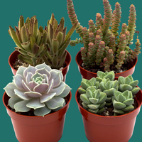 Four potted succulents on a green background from House of Agave.