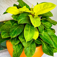 Potted plant with green leaves in an orange pot against a neutral background