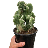 Potted cactus held by a hand on a white background