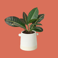 Potted plant with large green leaves