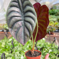 Potted plant with large green and red leaves held in a hand, greenhouse background by House of Agave.