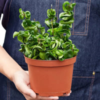 Person holding a potted plant with a plain background from HOuse of Agave.