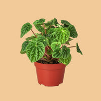 Potted plant with green leaves in a red pot on a peach background by House of Agave.