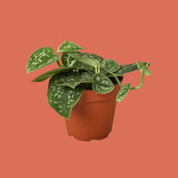 Potted plant with green leaves in a terracotta pot on a white background
