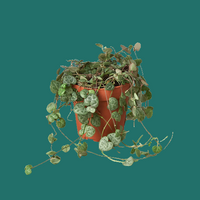 Potted plant with trailing leaves on a green background by House of Agave.