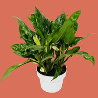 Potted plant with green leaves on a terracotta background from House of Agave.