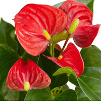 Red flowers with green leaves on a white background