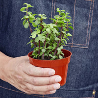 Person holding a small potted plant against a denim background