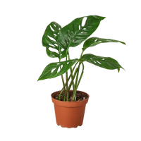 Monstera Adansonii 'Swiss Cheese'