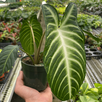 Xanthosoma lindenii, 'Angel Wing'