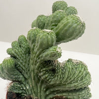 Close-up of a green cactus plant on a white background