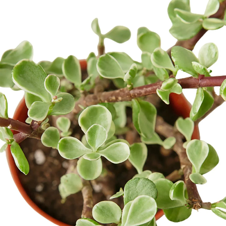 Care Tips for Succulents