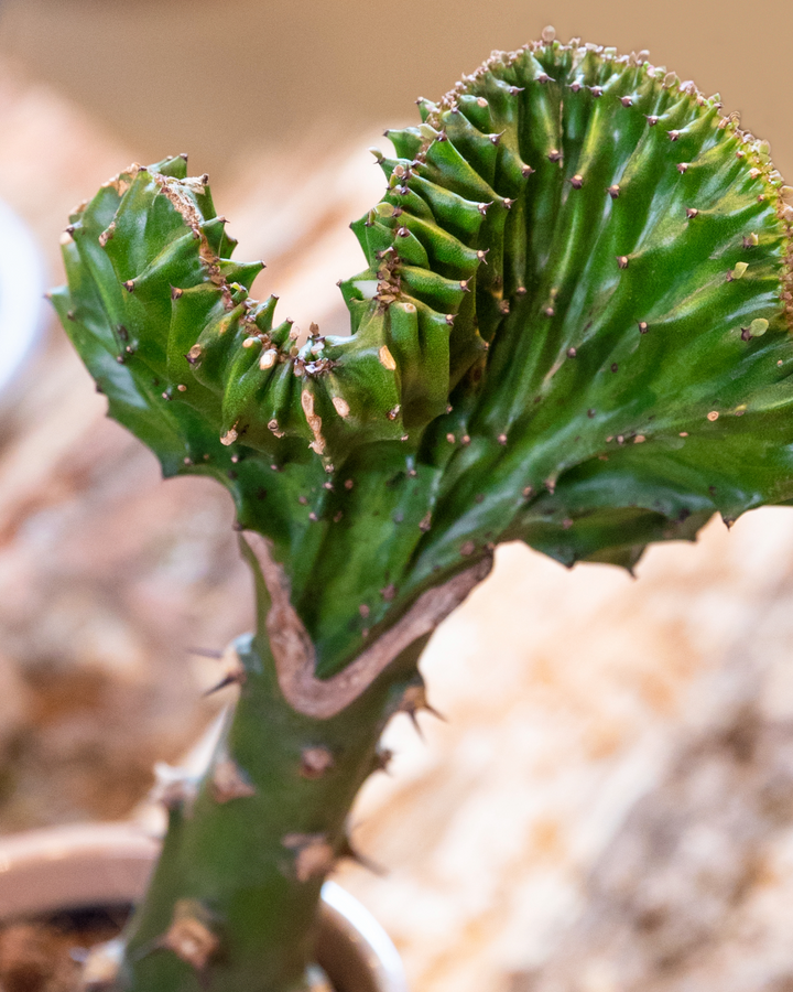 Care Tips For The Mermaid Tail Cactus