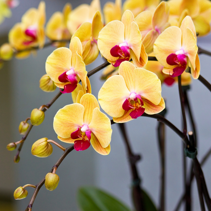 Orchids, Patience, and the Secret to a Second Bloom