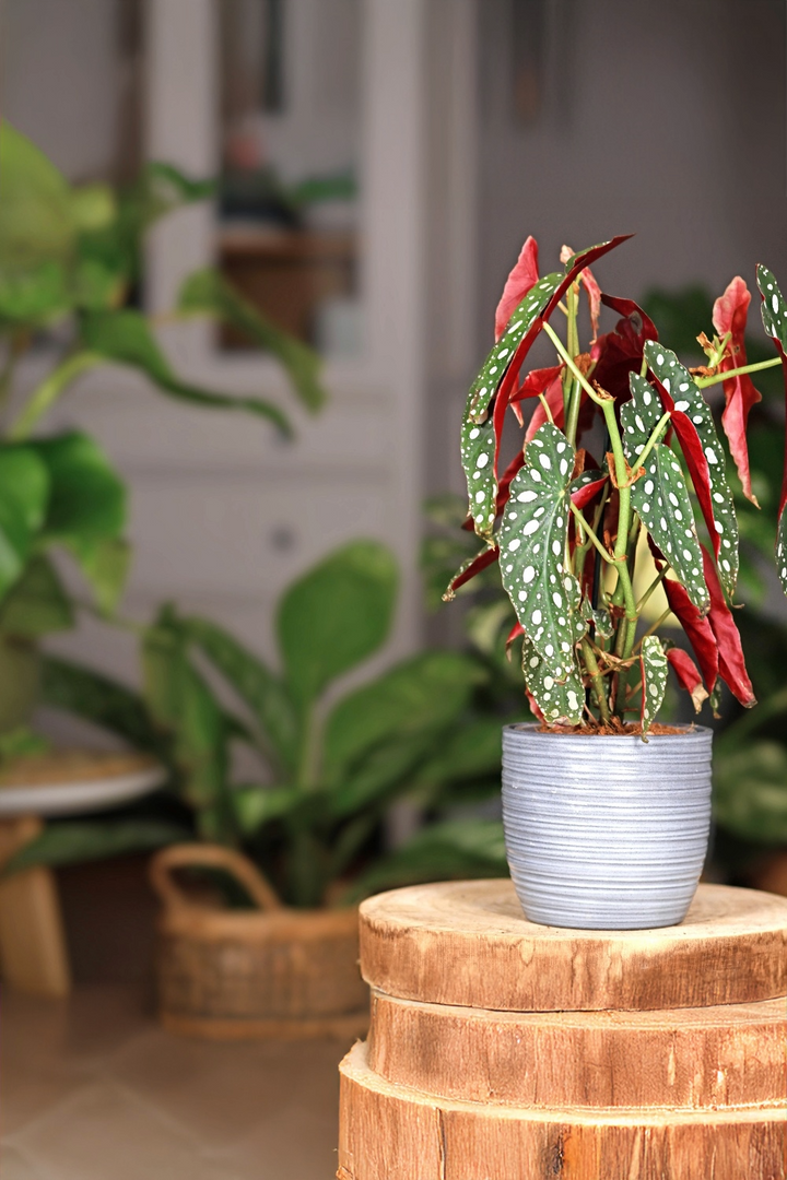 Begonia Maculata Care: How to Help the Polka Dot Begonia Thrive