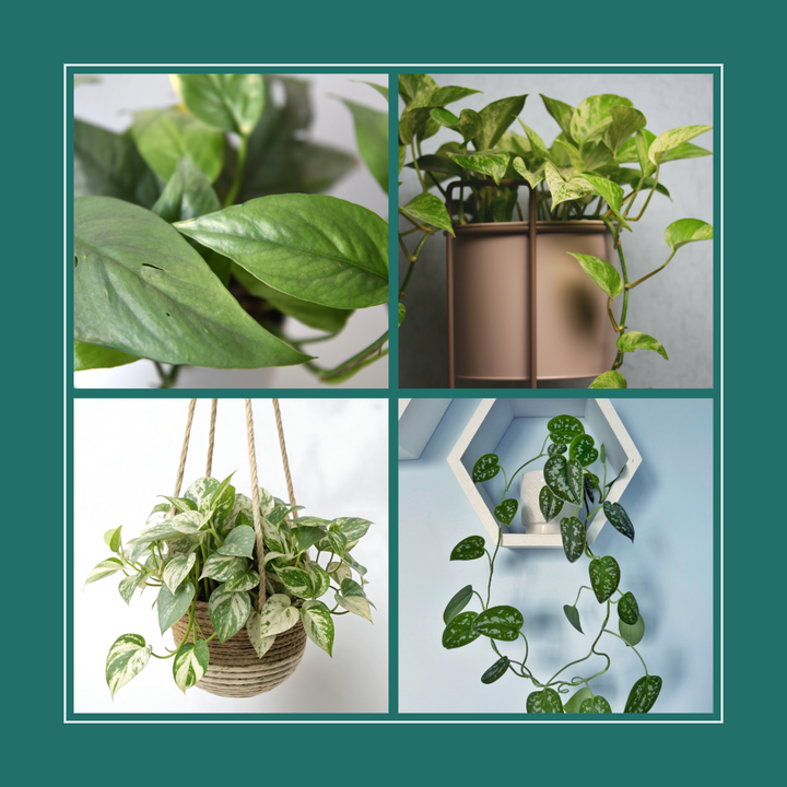 The Trailing Magic of Easy Care Pothos