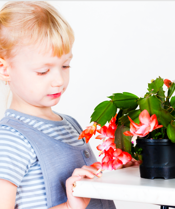 Care Tips for the Zygocactus