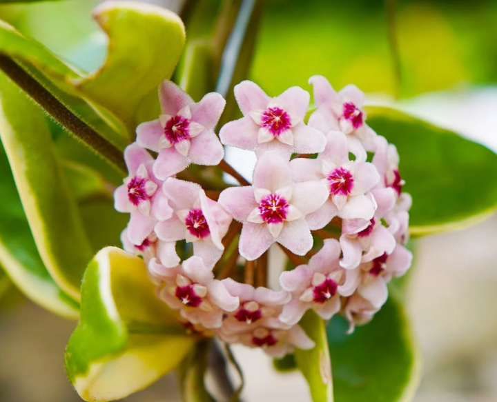 Why Your Hoya Isn’t Blooming & How to Change That