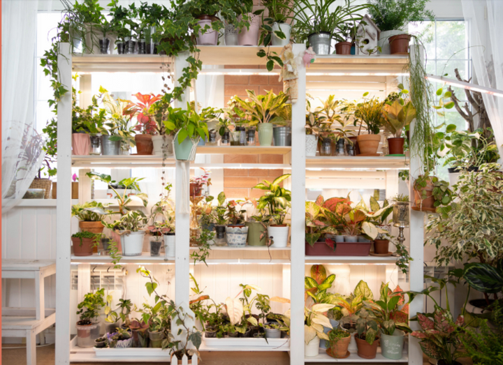 Let There Be Light: Why Grow Lights Are Essential for Your Indoor Jungle