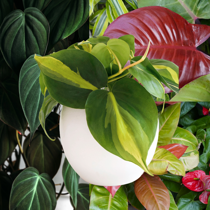 Philodendrons: Tropical Beauty for Your Home