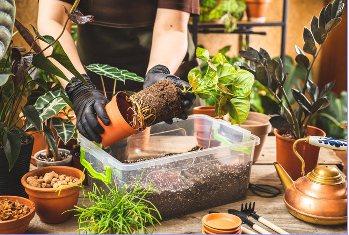 Photo of a person repotting tropical plants. Brass watering cans and small tools are in front of the plants.