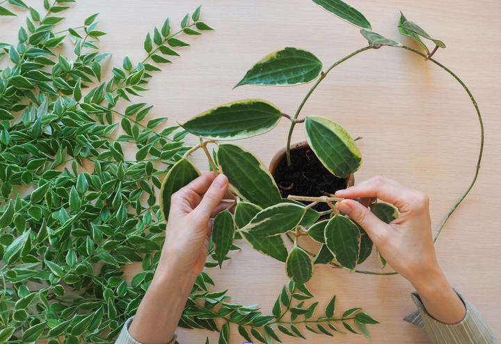 Flowering clusters of pink and red Hoya plants from House of Agave