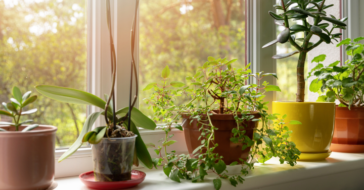 Woman opening a subscription box of flowering plants.