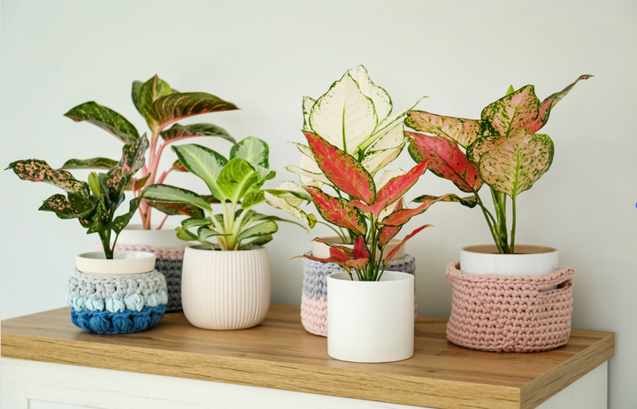 Aglaonema