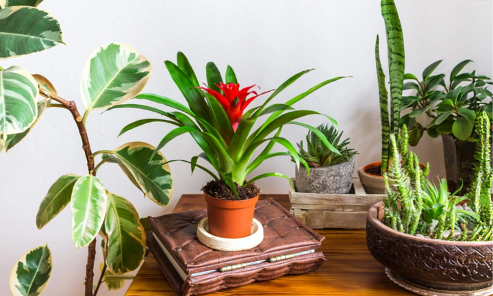House of Agave's best selling plants and products.