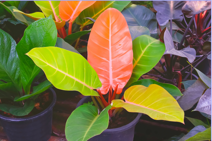 Philodendron