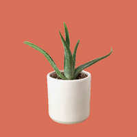 Potted aloe vera plant in a white ceramic pot from House of Agave.