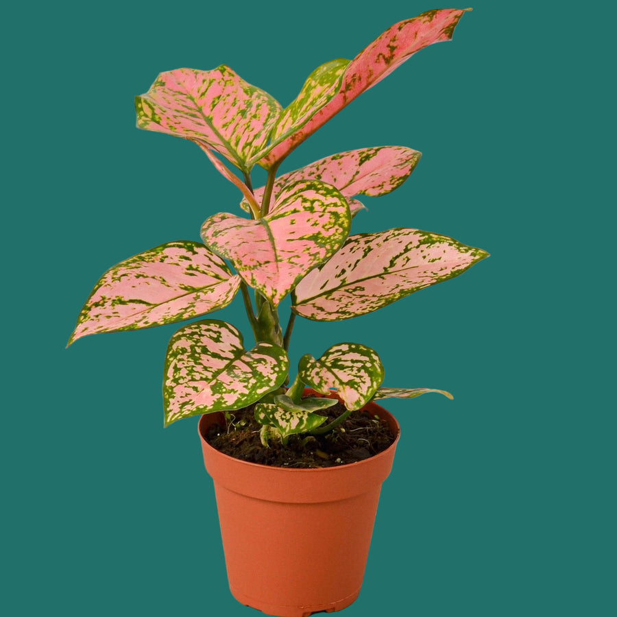 Potted plant with pink and green leaves on a white background