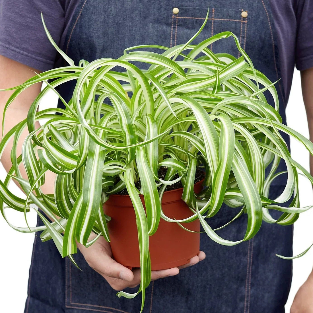 Person holding a potted spider plant with a plain background from House of Agave.