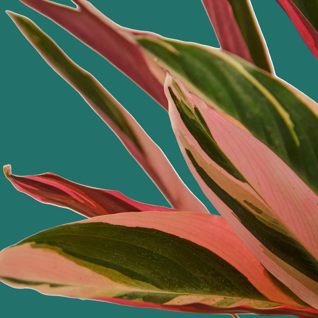 Close-up of pink and green leaves on a white background