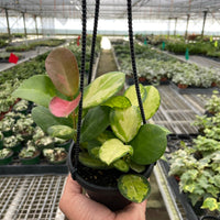 Hand holding a potted plant in a greenhouse setting