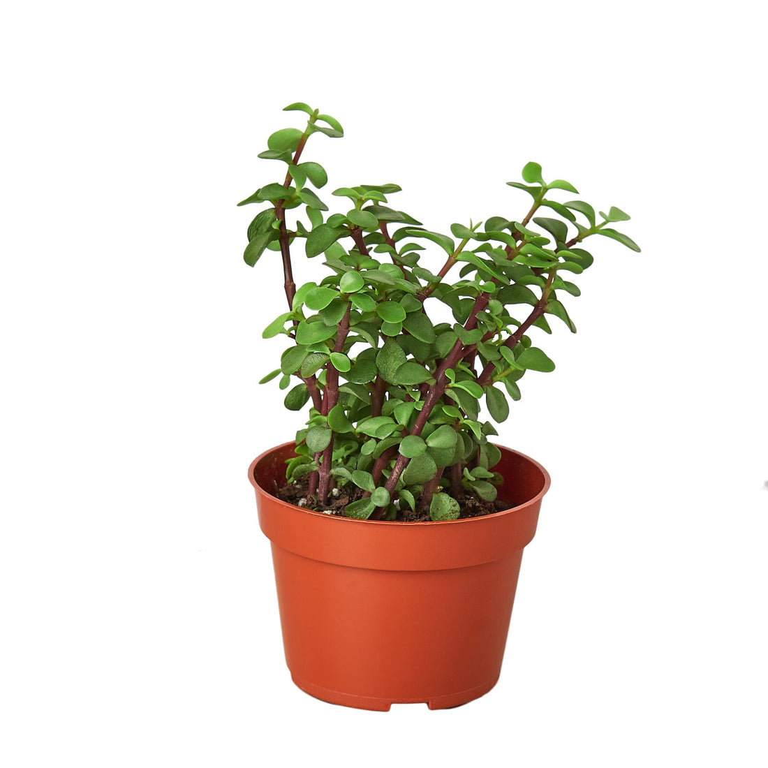 Portulacaria afra &