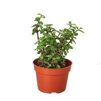 Portulacaria afra 'Elephant Bush'