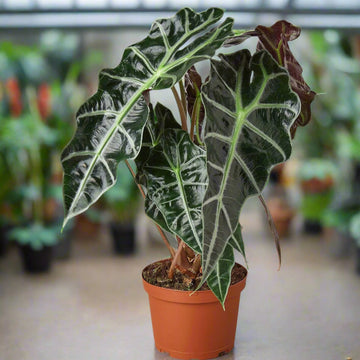 Alocasia 'Polly'