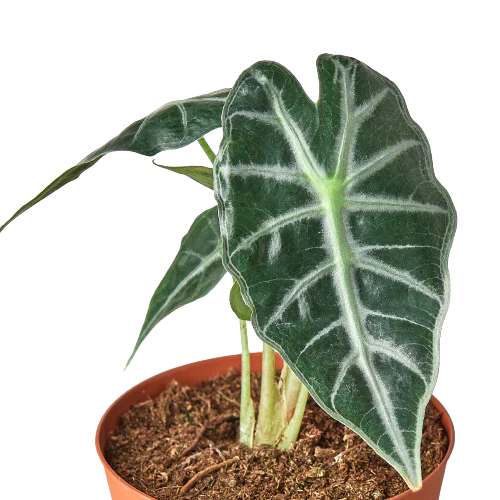 Alocasia amazonica &