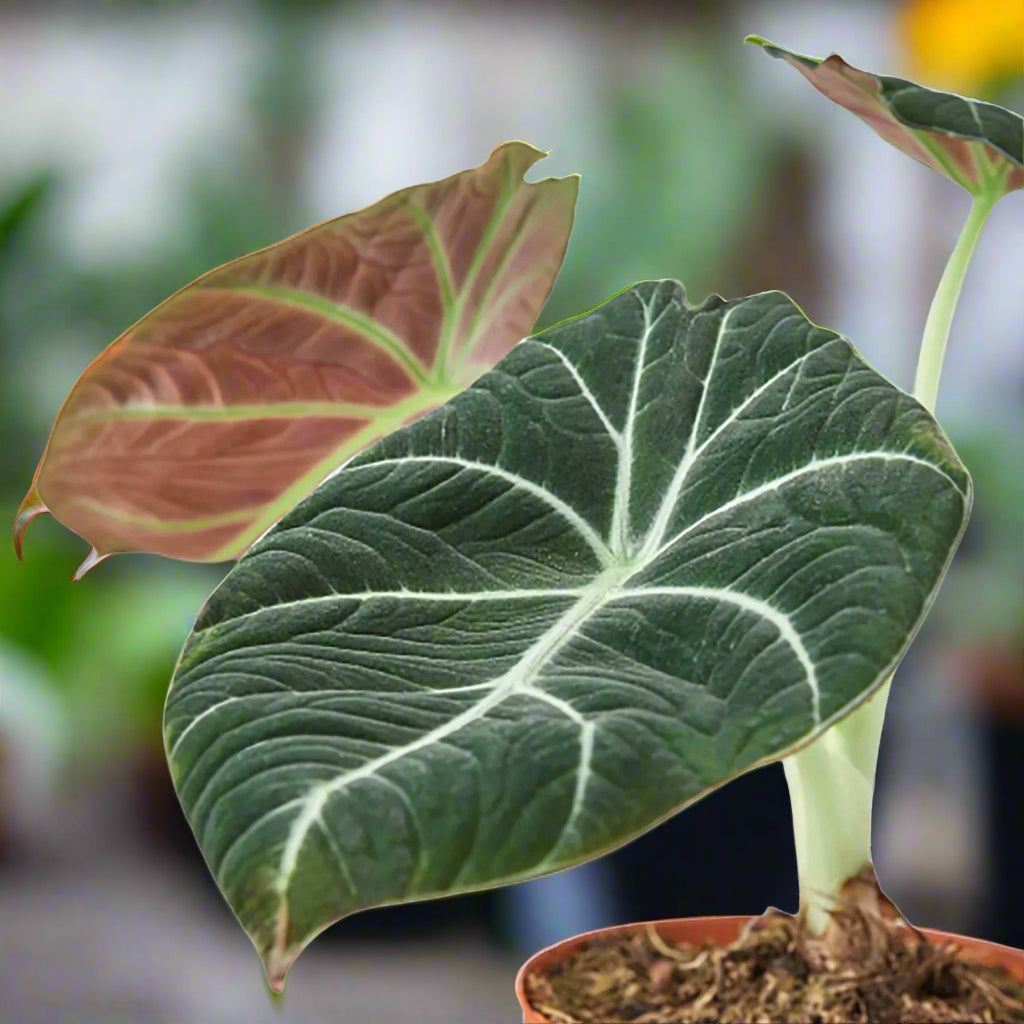 Close-up of a green leaf with white veins and a red-brown edge on a blurred greenhouse background from House of Agave.