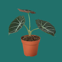 Potted black velvet Alocasia plant with large green leaves on a green background by House of Agave.