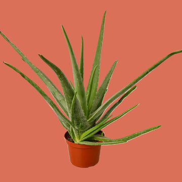 Potted aloe vera plant on a terracottra background from House of Agave. 
