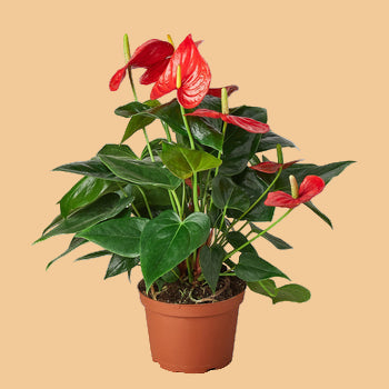 Potted plant with red flowers and green leaves on a white background