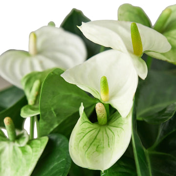 Close-up of white flowers with green leaves on a blurred background